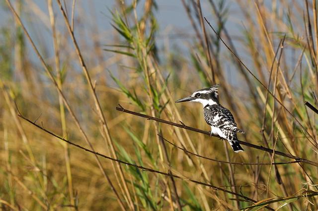 038 Chobe NP, bonte ijsvogel.jpg